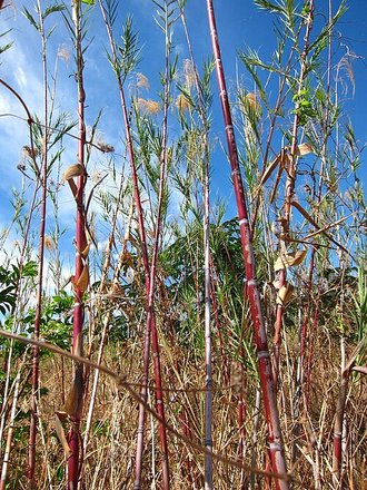 Phragmites mauritianus