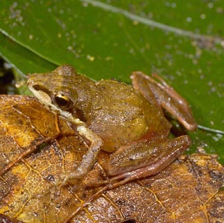 Blommersia grandisonae