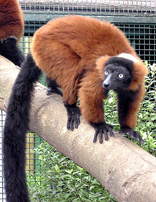 Vari roux (Varecia rubra)
