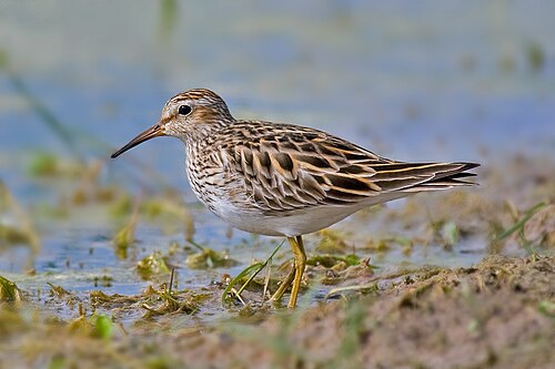 Bécasseau à poitrine cendrée (Calidris melanotos)