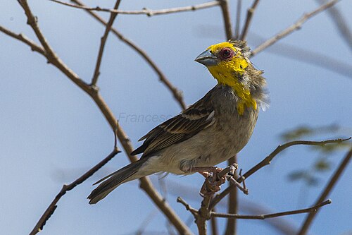 Tisserin sakalave (Ploceus sakalava)