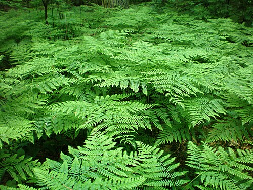 Fougère-aigle (Pteridium aquilinum)
