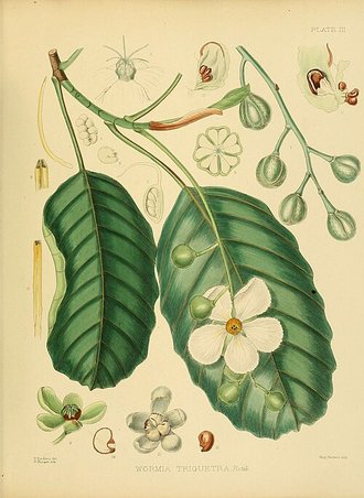Dillenia triquetra