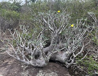 Pachypodium stenanthum