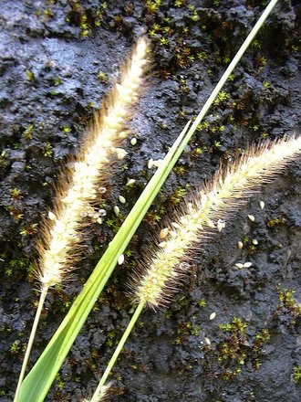 Setaria parviflora