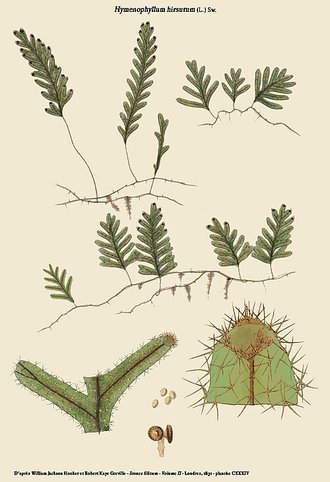 Hymenophyllum hirsutum