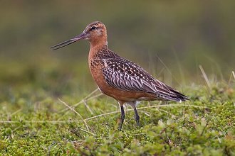 Barge rousse (Limosa lapponica)
