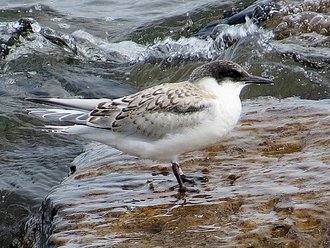 Sterne de Dougall (Sterna dougallii)