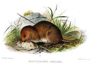 Brachytarsomys albicauda
