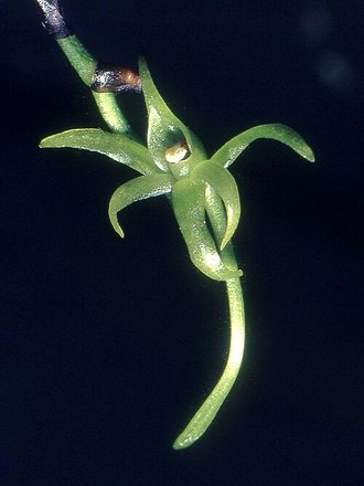 Angraecum calceolus