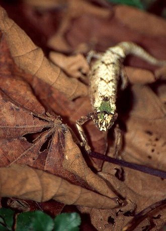 Brookesia ambreensis