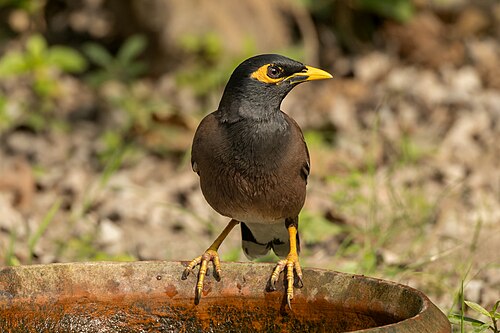 Martin triste (Acridotheres tristis)