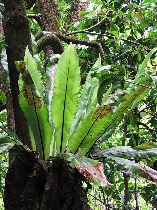 Asplenium nidus
