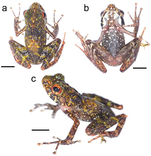 Gephyromantis lomorina