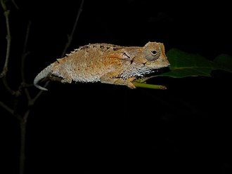 Brookesia decaryi