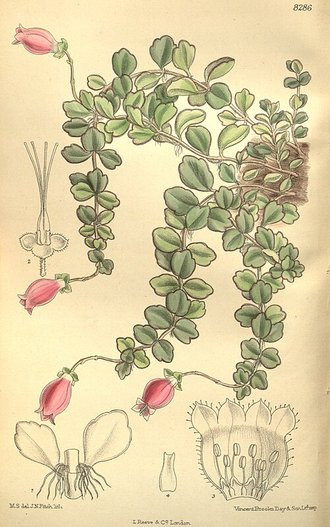 Kalanchoe uniflora
