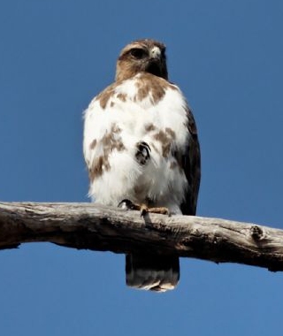 Buse de Madagascar (Buteo brachypterus)