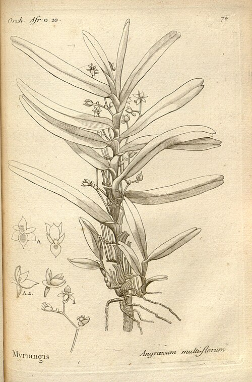 Angraecum multiflorum