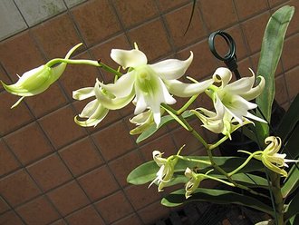 Sobennikoffia humbertiana