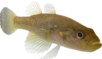 Ratsirakia legendrei