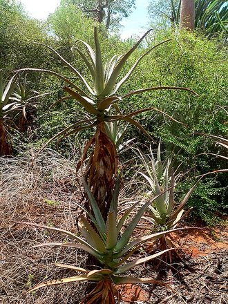 Aloe divaricata