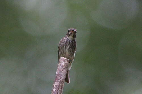 Gobemouche de Sibérie (Muscicapa sibirica)