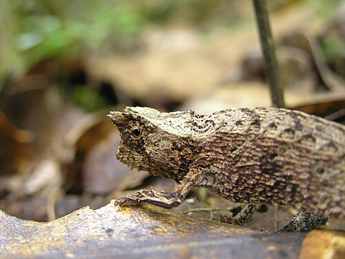 Brookesia thieli
