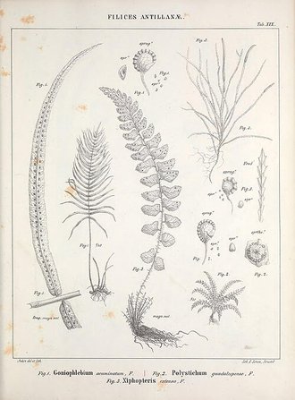 Cochlidium serrulatum