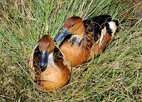 Dendrocygne fauve (Dendrocygna bicolor)