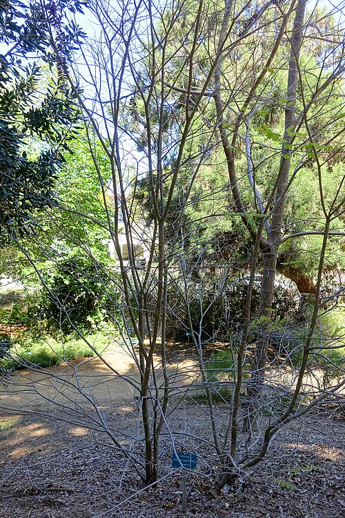 Dalbergia purpurascens