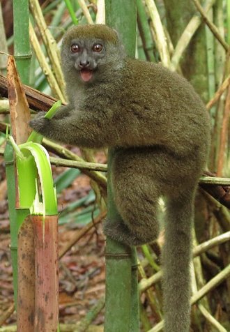 Hapalemur occidentalis