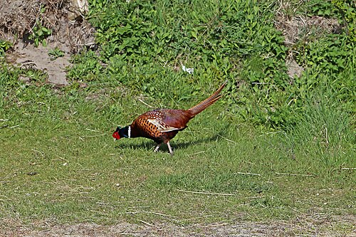 Faisan de Colchide (Phasianus colchicus)