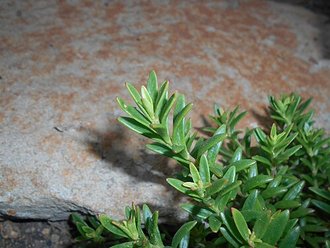 Kalanchoe jongmansii