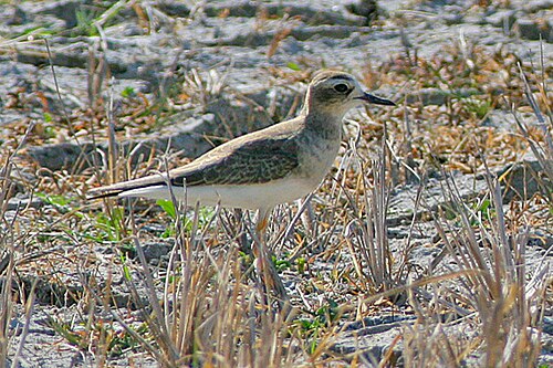 Pluvier oriental (Charadrius veredus)