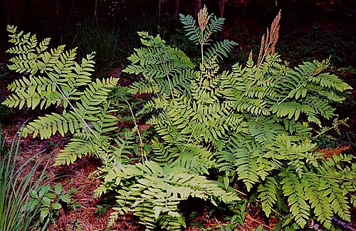 Fougère royale (Osmunda regalis)