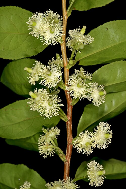 Aphloia theiformis