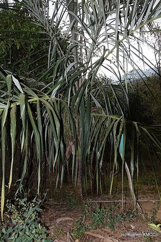 Dypsis basilonga