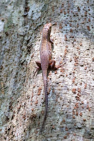 Zonosaurus rufipes