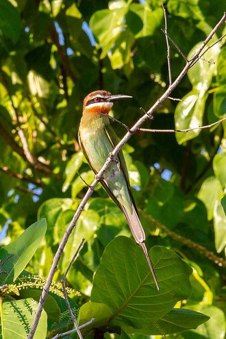 Guêpier de Madagascar (Merops superciliosus)