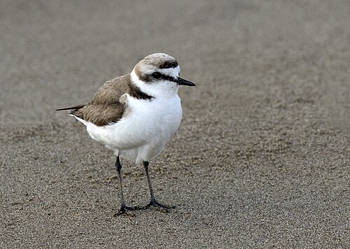 Pluvier à collier interrompu (Charadrius alexandrinus)