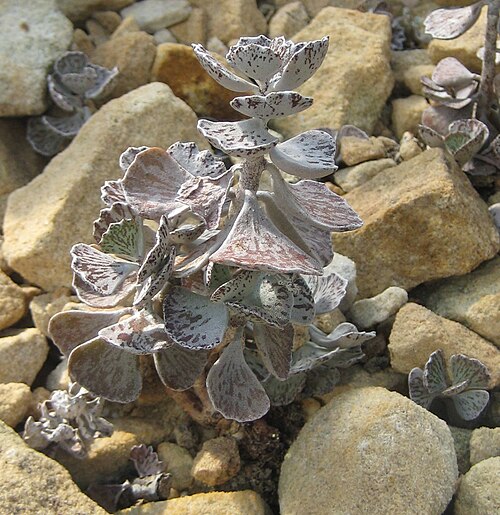 Kalanchoe rhombopilosa