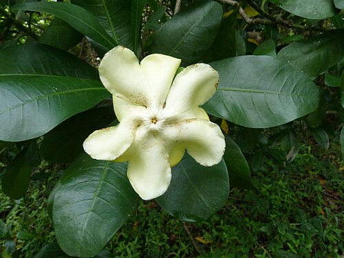 Voacanga thouarsii