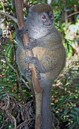 Hapalémur gris (Hapalemur griseus)