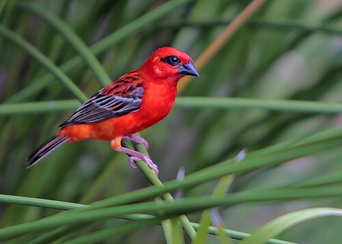 Foudi rouge (Foudia madagascariensis)
