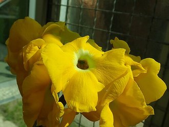 Uncarina ihlenfeldtiana