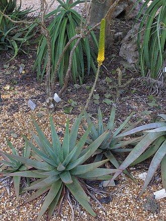 Aloe betsileensis