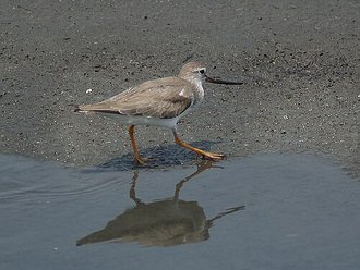 Chevalier bargette (Xenus cinereus)