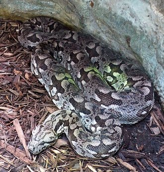 Boa de Duméril (Acrantophis dumerili)
