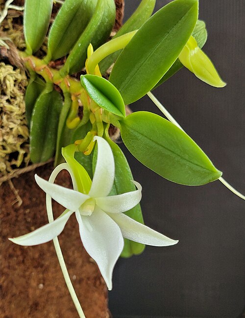 Angraecum equitans