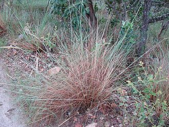 Trachypogon spicatus